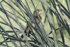 Donacospiza albifrons