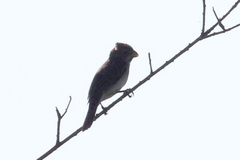Sporophila caerulescens