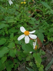 Bidens alba