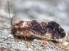 Thorntonodes