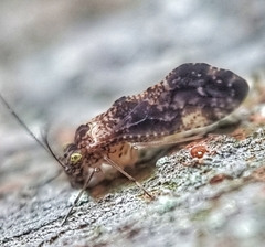 Thorntonodes