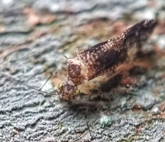 Thorntonodes