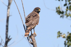 Rupornis magnirostris