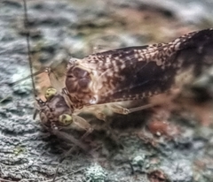 Thorntonodes