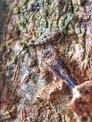 Thorntonodes