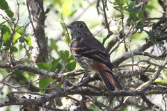 Knipolegus cyanirostris