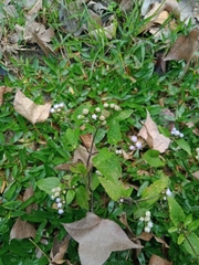 Ageratum conyzoides