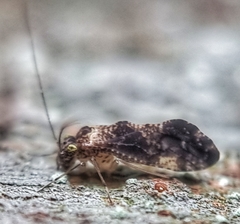 Thorntonodes