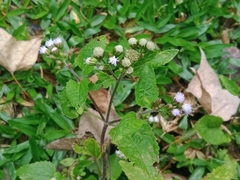 Ageratum conyzoides