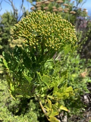 Notobubon galbanum