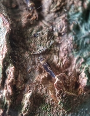 Thorntonodes