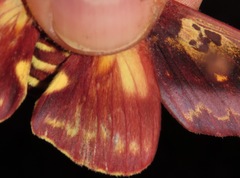 Citheronia phoronea
