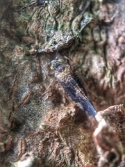 Thorntonodes