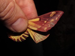 Citheronia phoronea
