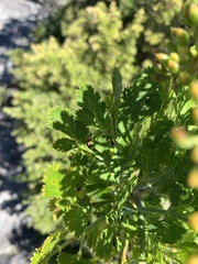 Notobubon galbanum