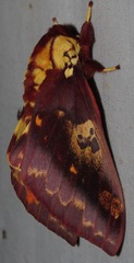 Citheronia phoronea
