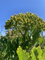 Notobubon galbanum