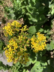 Senecio rigidus