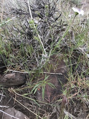 Blepharipappus scaber