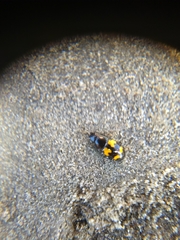 Glischrochilus fasciatus