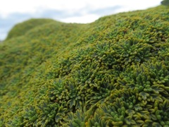 Bolax gummifera