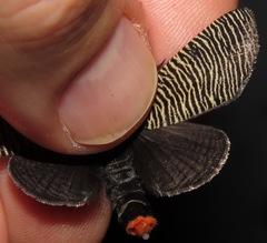 Graphelysia strigillata