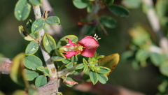Indigofera nebrowniana