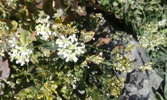 Lepidium draba