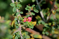 Indigofera nebrowniana