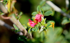 Indigofera nebrowniana