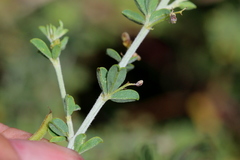 Indigofera nebrowniana