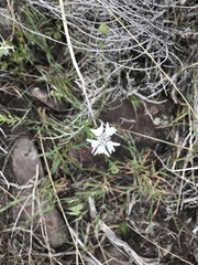 Blepharipappus scaber