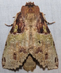 Ophitis culpata