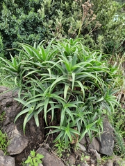 Aloiampelos striatula