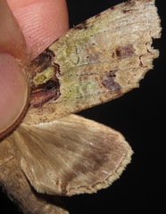 Ophitis culpata