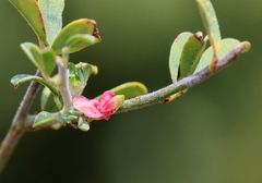 Indigofera nebrowniana