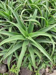 Aloiampelos striatula