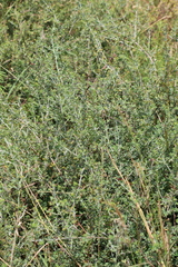 Indigofera nebrowniana