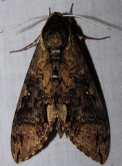 Manduca scutata
