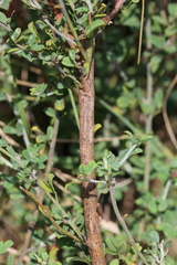 Indigofera nebrowniana