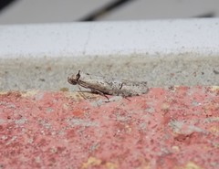 Ellabella melanoclista