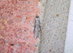 Ellabella melanoclista