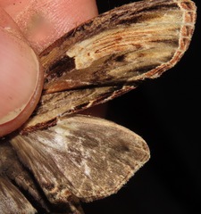 Truncaptera meridionalis