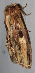 Truncaptera meridionalis
