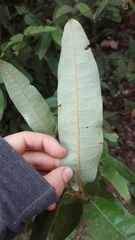 Aextoxicon punctatum