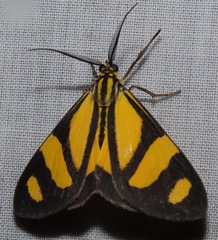 Phaeochlaena solilucis