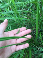 Carex lessoniana