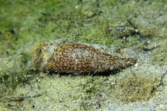 Akera bullata