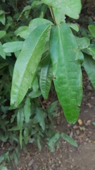 Aextoxicon punctatum