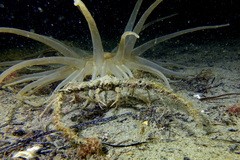 Inachus communissimus